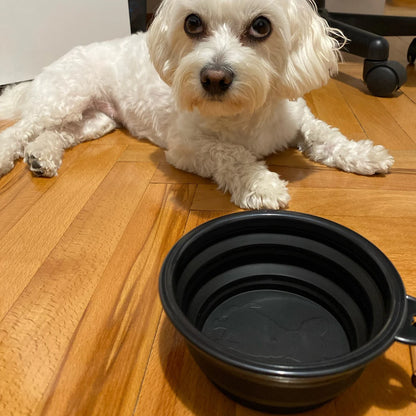 Collapsible Silicone Dog Bowl with Carabiner – Feed & Hydrate On the Go